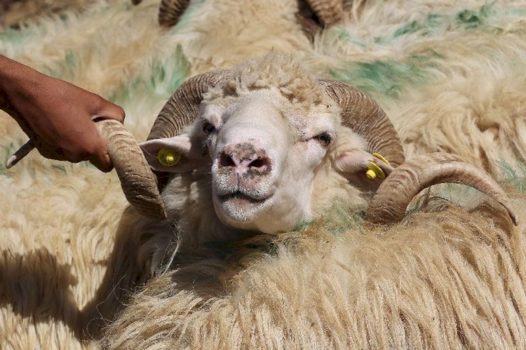 Қарызданып құрбан шалған дұрыс па?