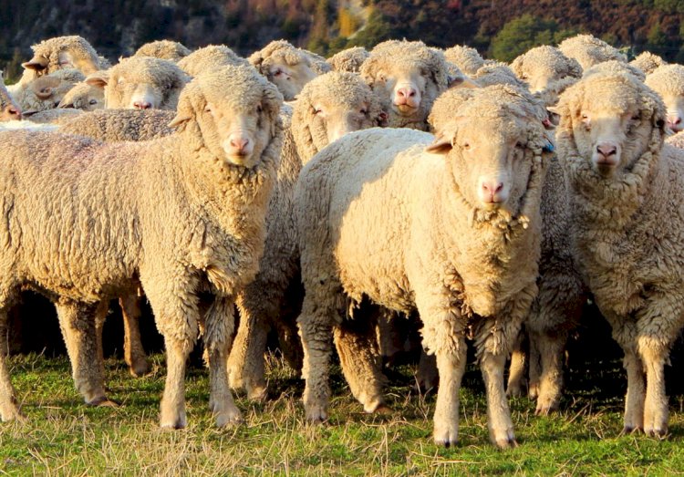 Елімізде мал басы 4,1%-ға көбейді