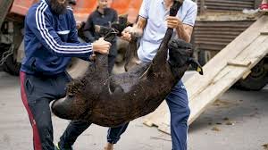 Жолаушыға құрбан шалу міндетті ме?