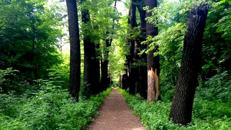 «Баум Тоғайында» кесілетін ағаштарға байланысты қоғамдық талқылау болады
