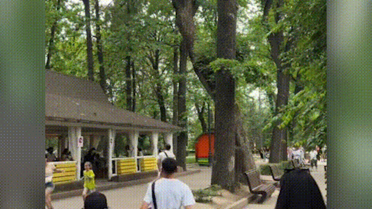 Дәмханаға ағаш құлады