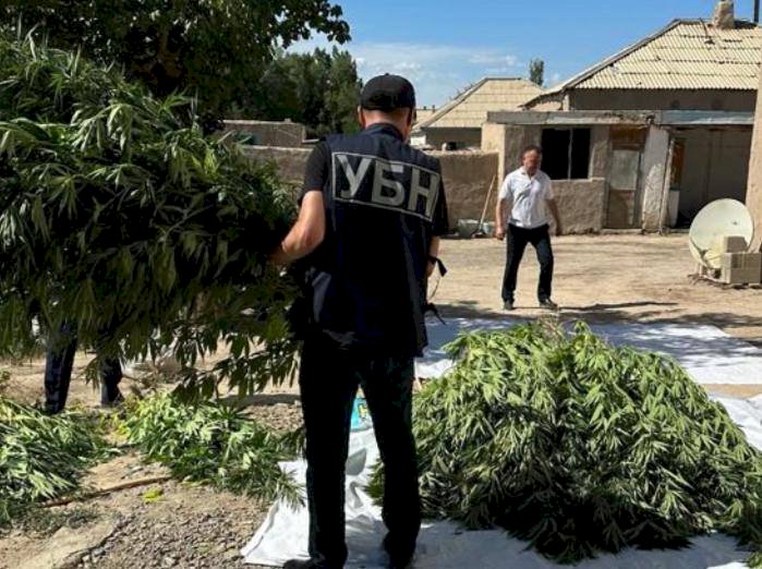 Алматы облысының тұрғынынан 470 түп қарасора тәркіленді