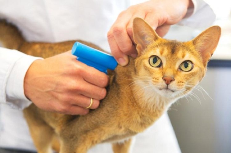 1 қыркүйектен бастап иттер мен мысықтарды чиптеу міндеттеледі