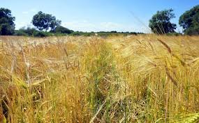 Қазақстанның  кей өңірінде 43 градус ыстық болуы мүмкін