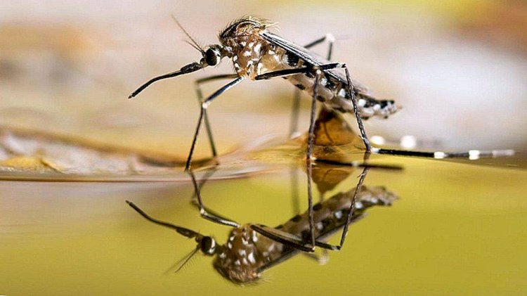 Масалар табиғаттағы тепе-теңдікті сақтайды