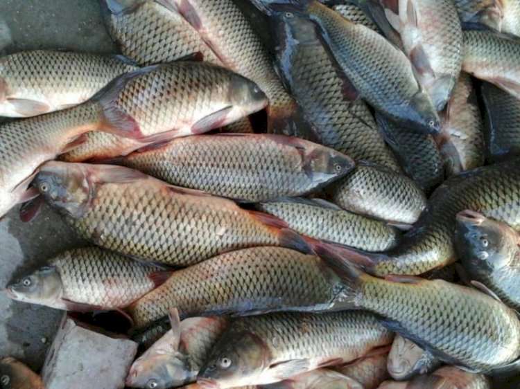 Браконьерлерден тәркіленген балық қайда жіберіледі