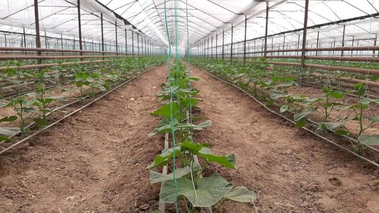 Бір жылда еліміздегі жылыжайлар  алаңы 18% қысқарған