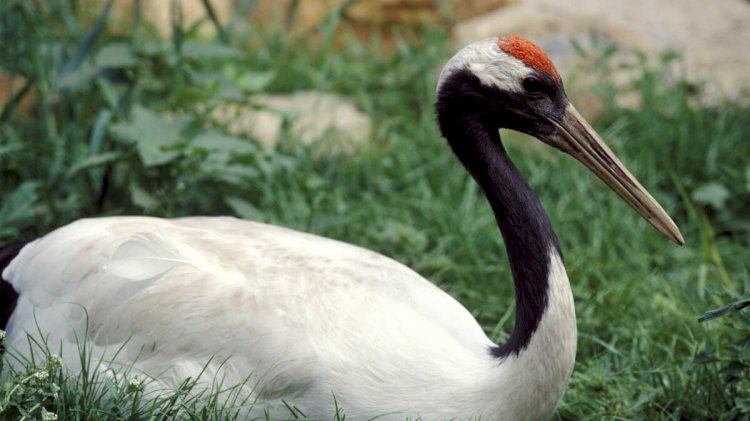 Аптап ыстықтан жануарлар қалай қорғанады?