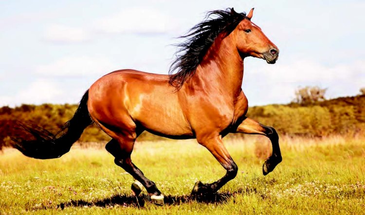 Ұлы даланың тұлпарлары