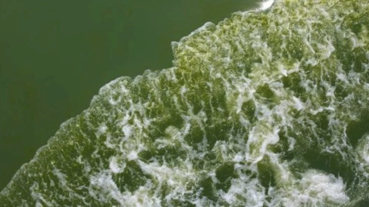 Көк түсті әлем мұхиттарының жасылға боялуы қаншалықты қауіпті?