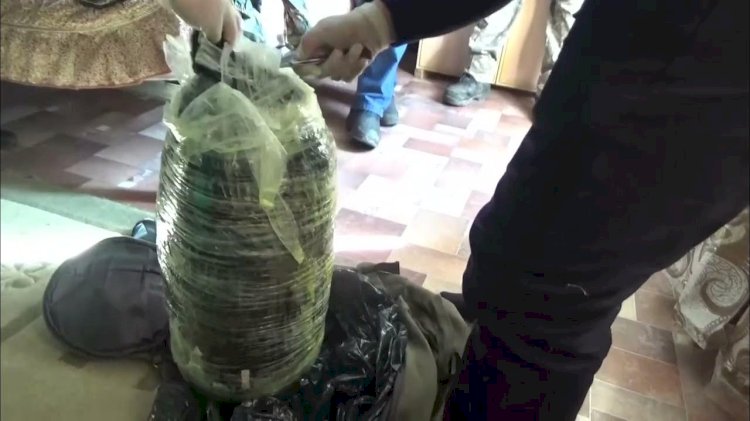 58 келіден астам марихуананы тәркіледі