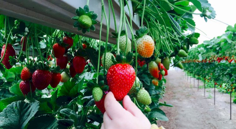 Жастарды жылыжай  технологиясы қызықтырады екен