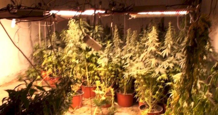 Алматыда  есірткісін өсіретін  қылмыстық топ жойылды