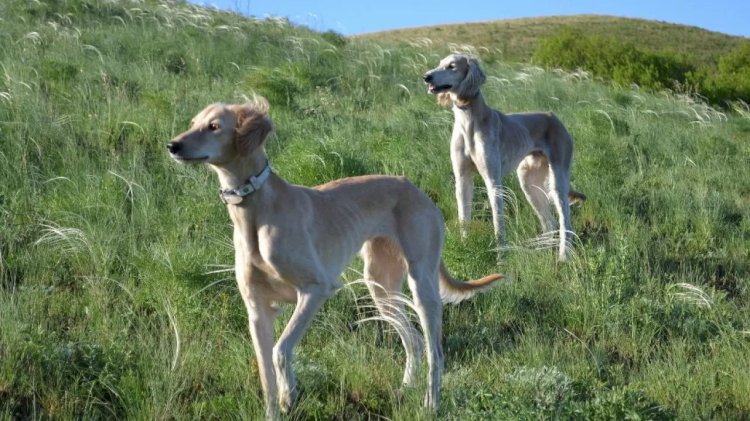 Екі тазы Женеваға аттанады