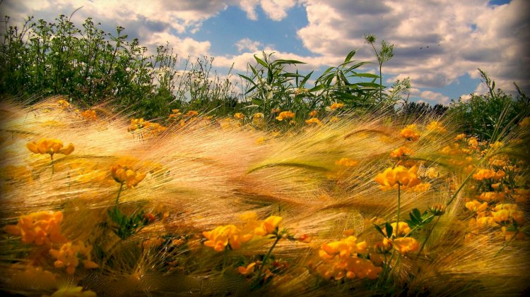 Шөп қатаяды, гүл «қартаяды»