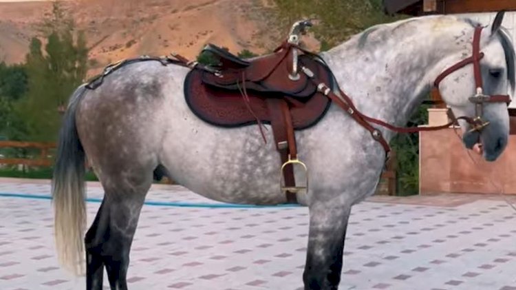 Садыр Жапаров қазақ ақынына тұлпар сыйлады