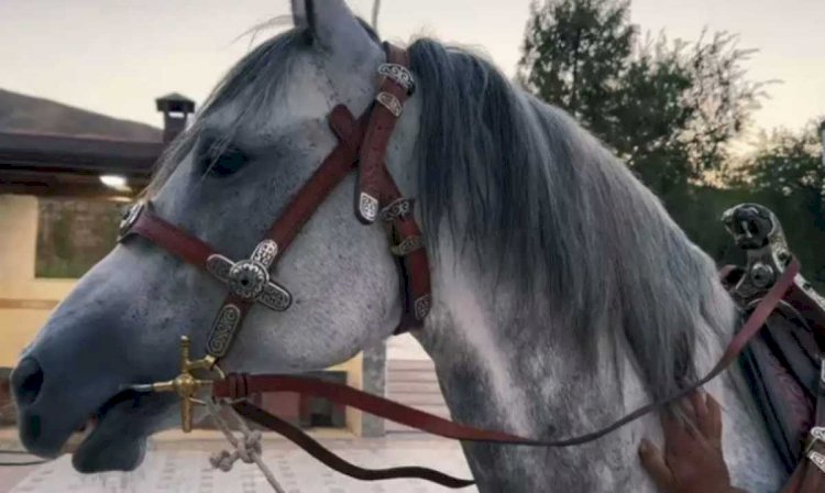 Ақынды ақын қолдай ма?