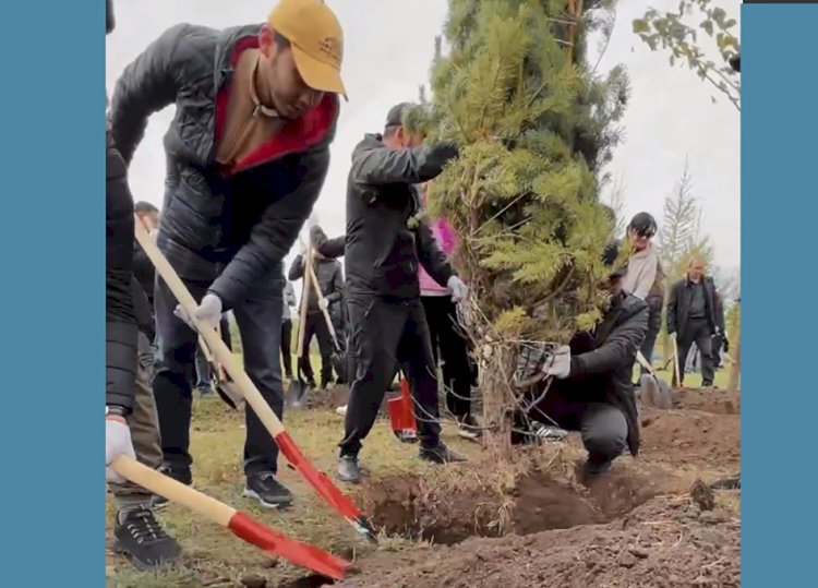 ТРК аллеясы әдемі ағаштармен толықты