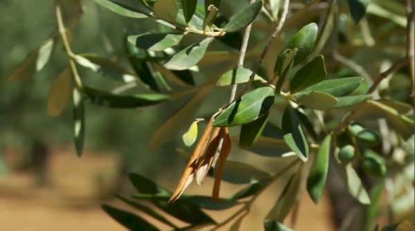 Болашақта еліміздің оңтүстігінде зәйтүн өсіріледі