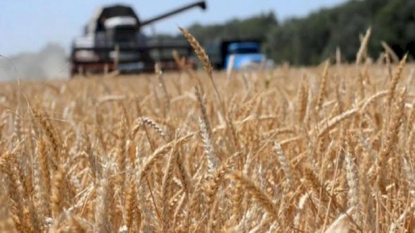 Егін ору науқаны былтырға қарағанда 32% баяу жүріп жатыр