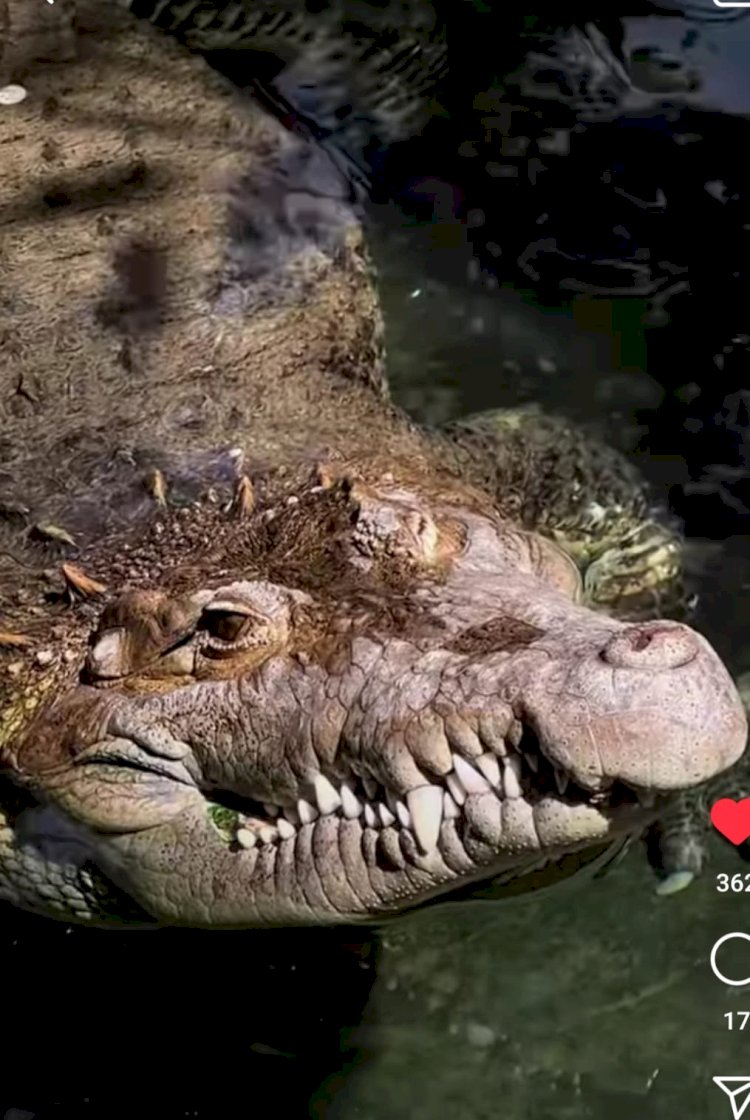 Қолтырауынның қулығы