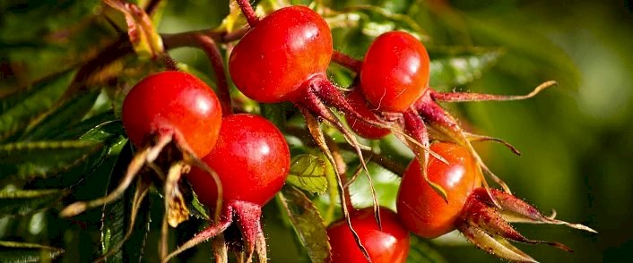 Итмұрынның асқазан мен бауыр ауруларын емдеуде  пайдасы зор