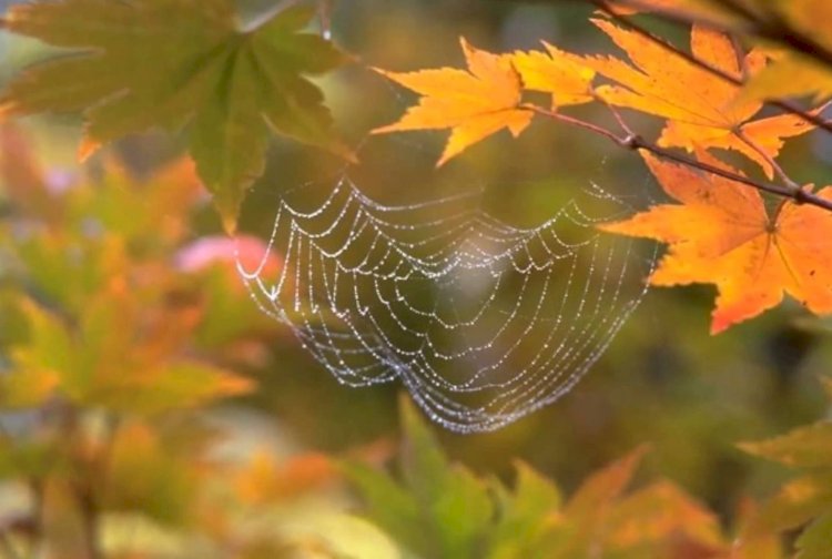 «Мизам шуақ» амалы басталды