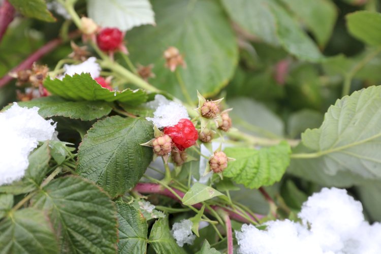 Демалыс күндері ауа райы күрт өзгереді