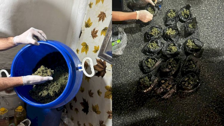 Алматыда марихуана плантациясын өсірген адам ұсталды