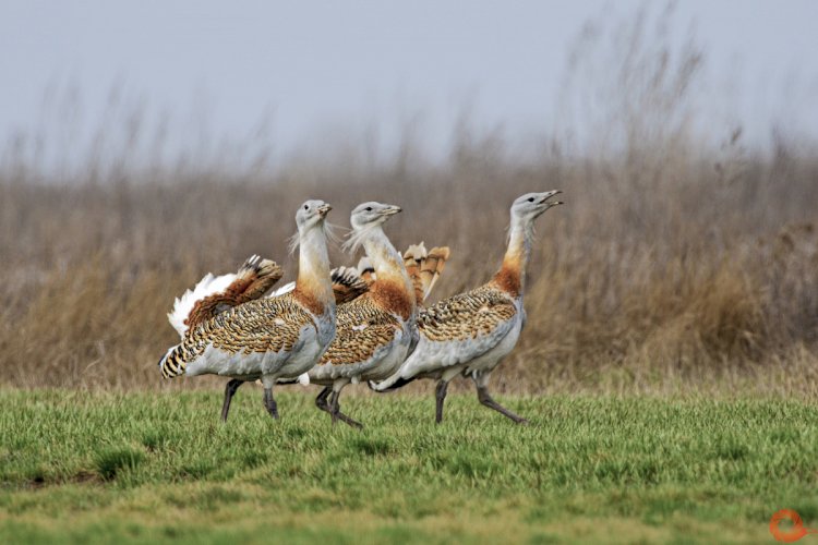 «Джектің» мекені  - шөл дала