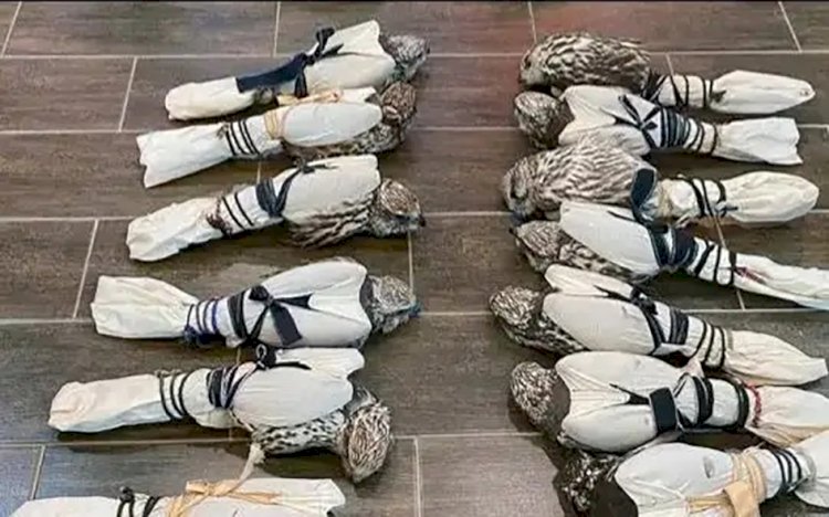 28 ителгі құсын әкетпек болған топ құрықталды