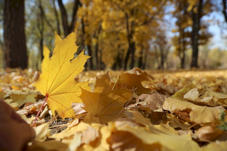 Синоптиктер алдағы үш күнге ауа райы болжамын жасады