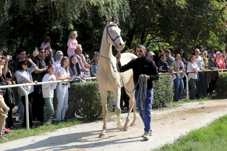 Төрт түлік малдың төресі