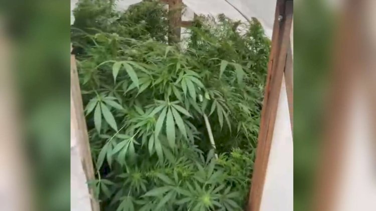 Жылыжай салып, қарасора өсірген