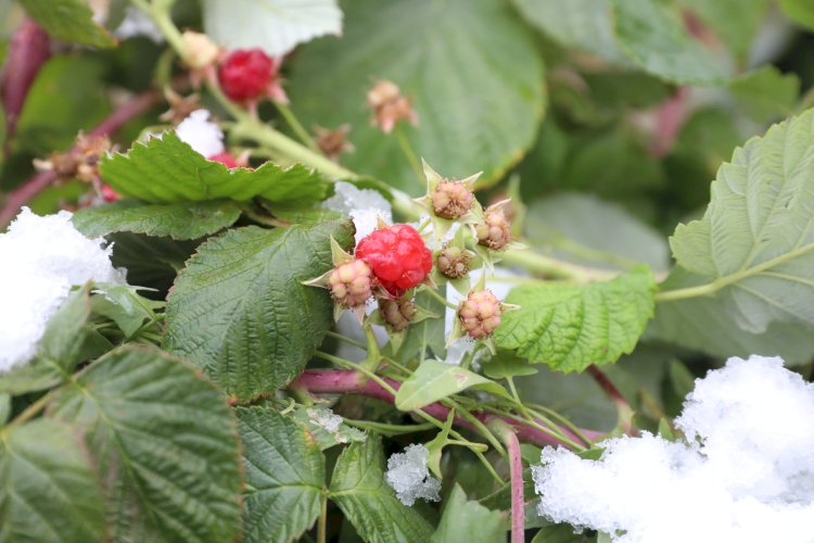 Алдағы үш күнде үсік жүреді