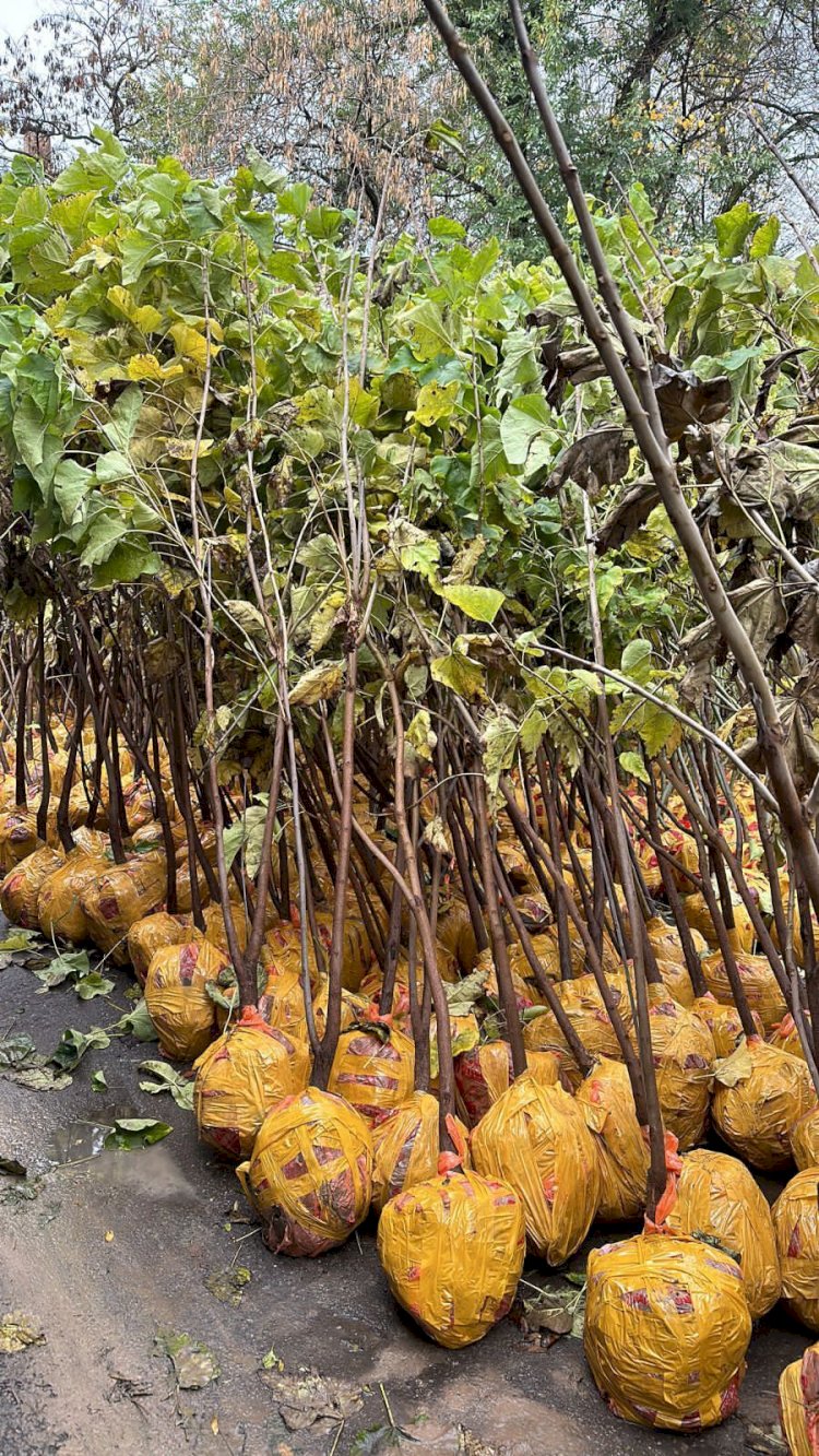 Қала тұрғындары тегін көшеттер алды