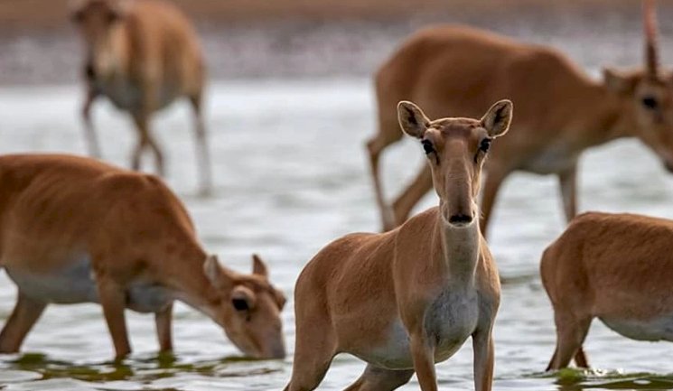 Киік аулауға қатысты кей мәліметтер қауіпсіздік мақсатында құпия болады