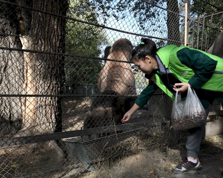 Алматы хайуанаттар бағында «Жаңғақты күз» акциясы басталды