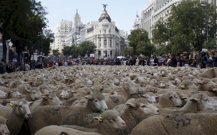Мадрид көшелері қойға толды