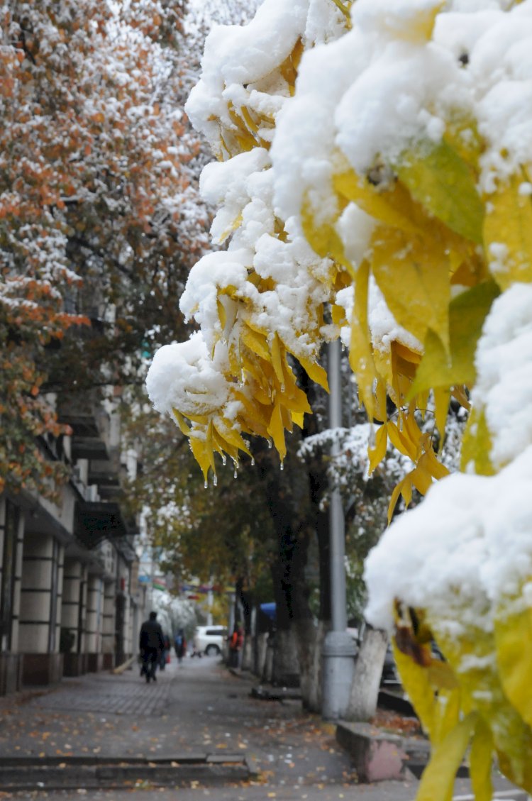 Биыл қыс келуге асықпайтын сыңайлы