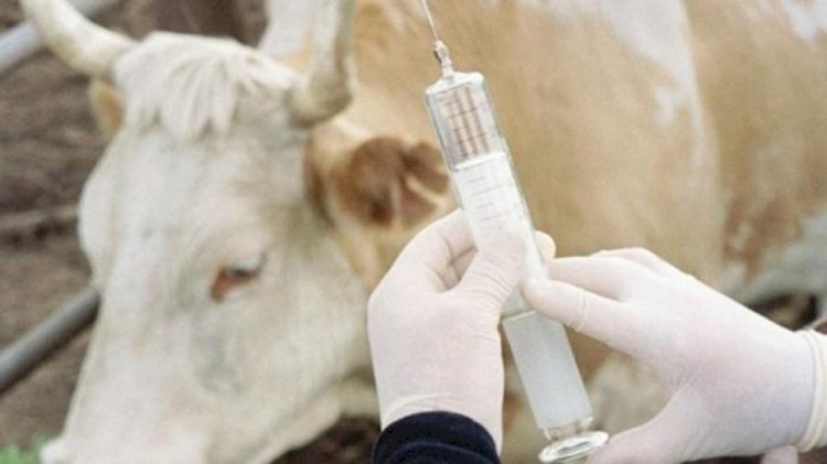 Сібір жарасын жұқтырған тұрғын қайтыс болды