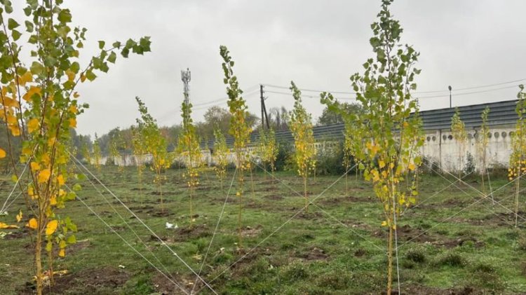 Алматыда күзгі ағаш отырғызу жұмыстары жүріп жатыр 