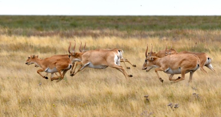 Қазақстаннан киік ауып жатыр