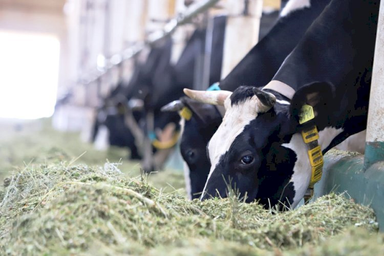 Топар кентінде шыққан топалаңның ошағы әлі табылмады