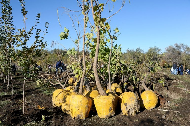 Жаңа ағаштар мен автоматты суару жүйесі