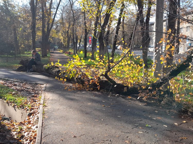 Байтұрсынов скверінде ағаш құлап, адамдарды басып қала жаздады