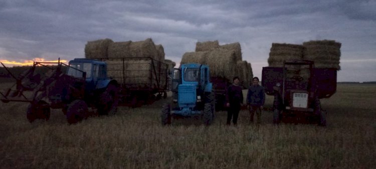 Жем-шөптің барлық түрі бойынша дайындалған мал азығының жалпы көлемі - 39,9 млн тонна