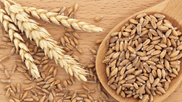 Бидай импортына еліміз шектеу жасады