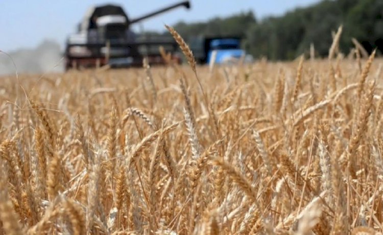 Елімізде нан мен ұн қажеттілігін толық қамтамасыз етуге жеткілікті астық жиналды