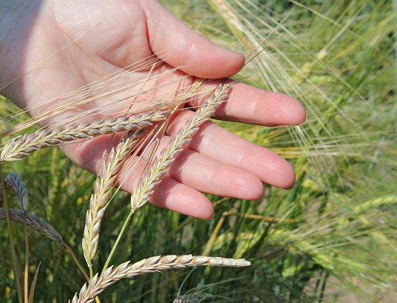 Елімізде бидайдың жаңа сорттарын өсіру жұмыстары нашар жүруде